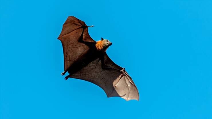 Human Sized Bats Found In The Philippines | 94.9 The Bull