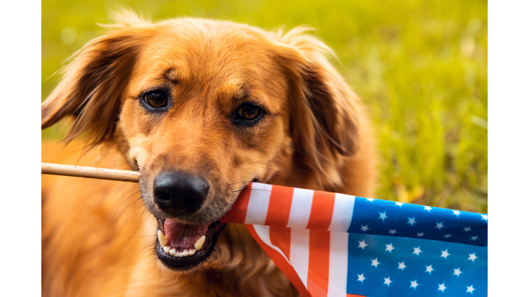 Red dog lying down on the grass and holding American flag