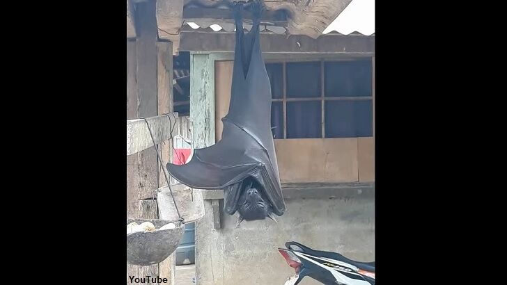 'Human-Size' Bat Horrifies the Internet
