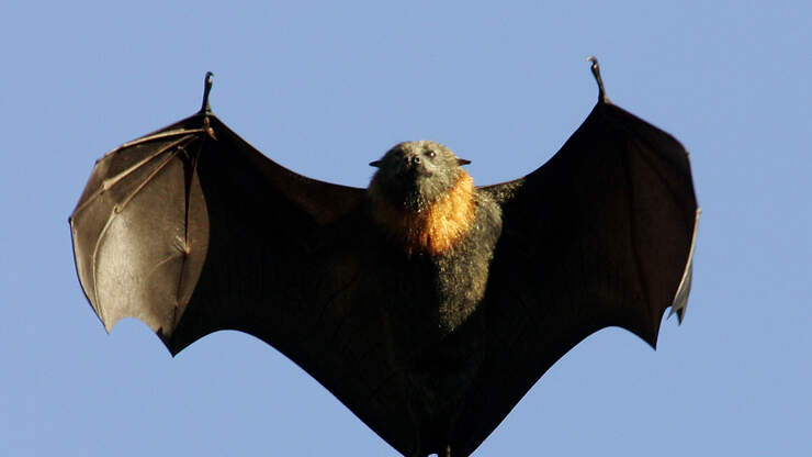 Human Sized Bats Have Been Found In The Philippines 1075 The River Battle