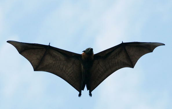 Grey-Headed Flying Foxes To Be Relocated From Royal Botanic Gardens