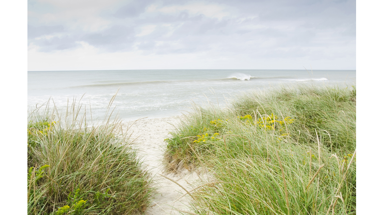 USA, Massachusetts, Nantucket, Sandy beach overgrown with marram grass