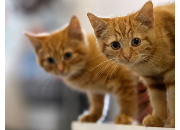 Kitten Is Caught Trying To Steal Cash From Russian Bar 