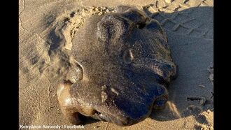 Bizarre Blob Found on Australian Beach