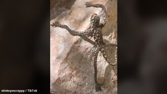 Watch: Odd 'Alien Lizard' Goes Viral