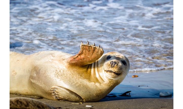 Young seal smiles and waves