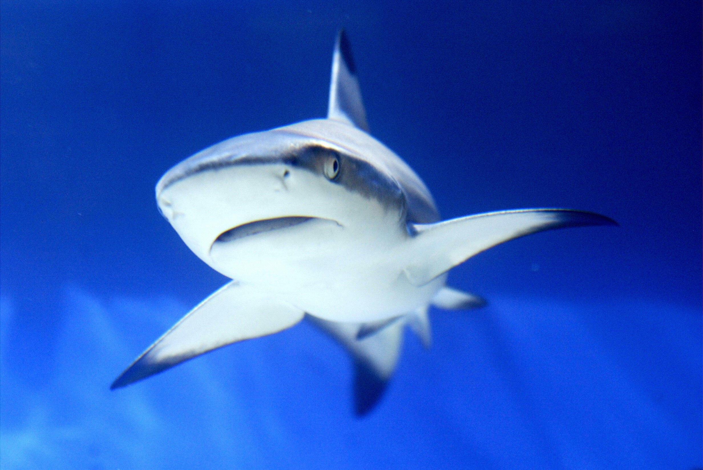 Scientists Found A New Species Of Shark That Can WALK On Land. | 93.3 ...