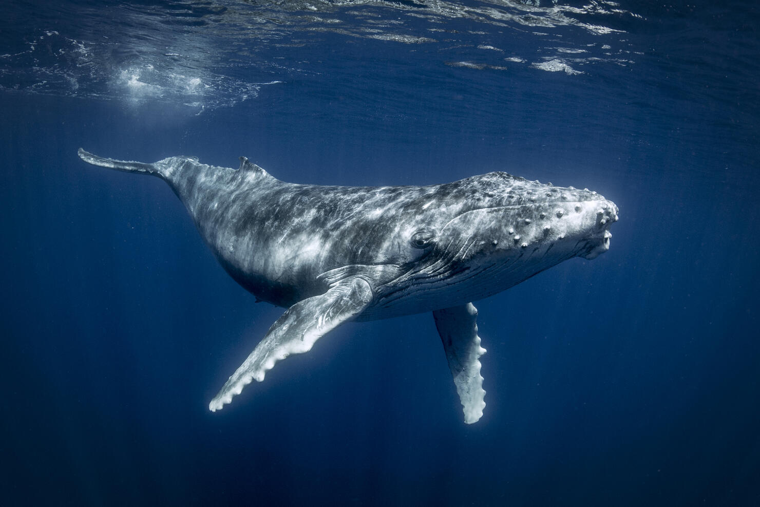 Sonar Systems Are Killing Whales On 'Stuff They Don't Want You To Know' |  iHeart
