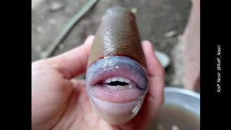 Fish with Human-Like Mouth Goes Viral