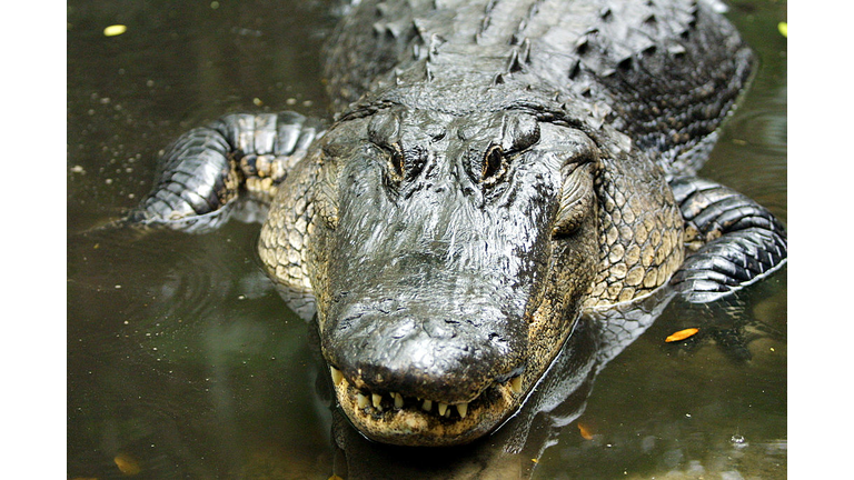 Copyright 2020 Getty Images