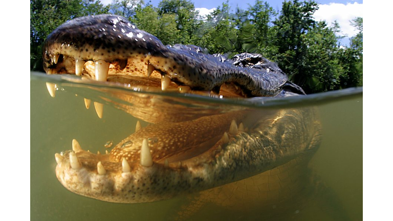 Swimming With Alligators (Getty Images)