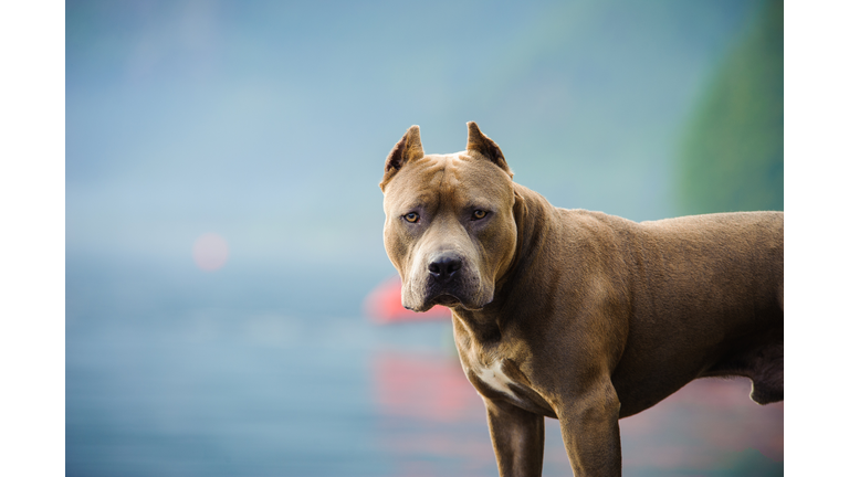 Portrait Of American Pit Bull Terrier