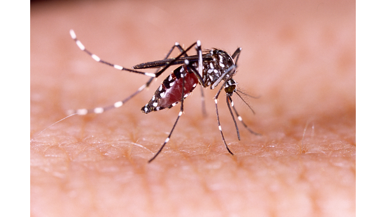 Zika virus aedes aegypti Dengue chikungunya Mayaro fever human skin