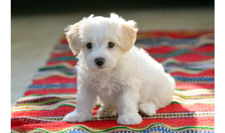 Portrait Of White Puppy Sitting On Carpet