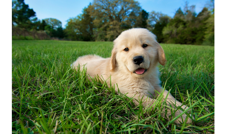 Golden retriever puppy lying down on grass
