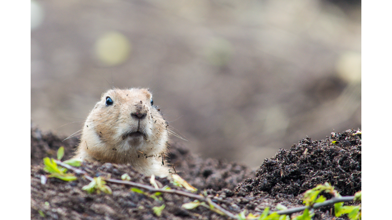 Surface Level Of Marmot On Field