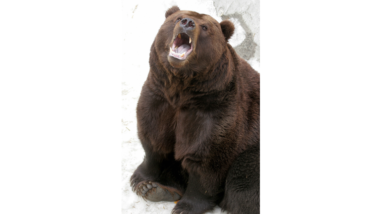 The Kamchatka brown bear named Mikhailo