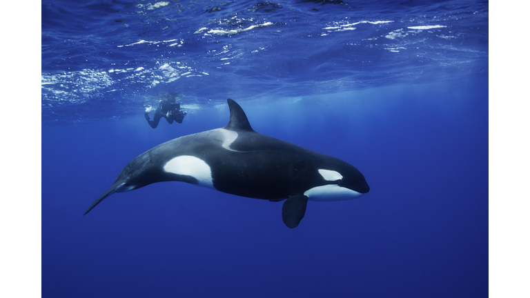 Female orca swimming on the surface with a diver in the background. 