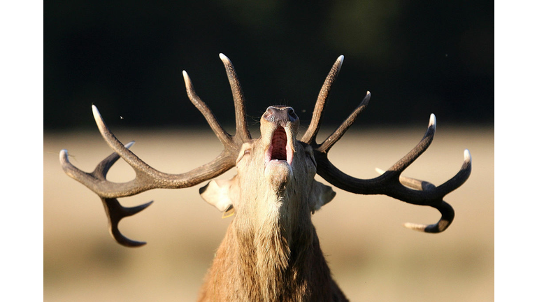 Copyright 2020 Getty Images