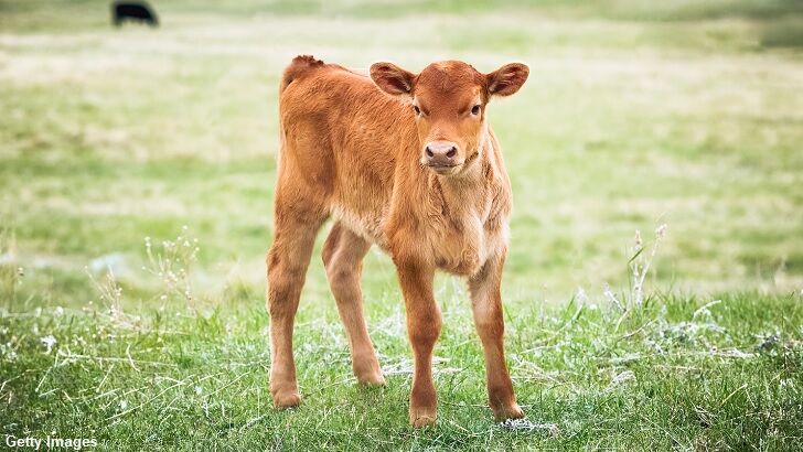 Possible Cattle Mutilation Reported in England