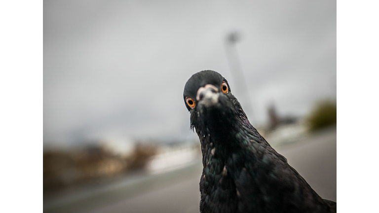 Copyright 2020 Getty Images