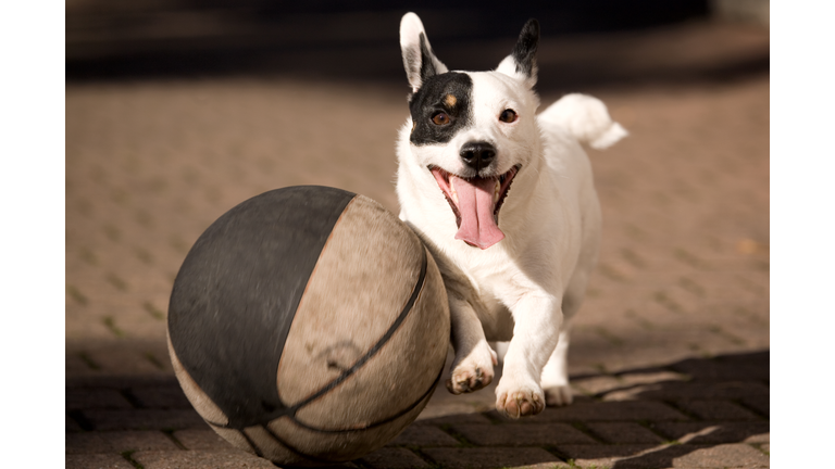 Little Dog Play Basket Ball. Color Image