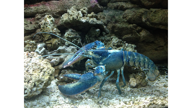Close up of a big blue lobster with huge tentacles next to rocks and corals in an aquarium.