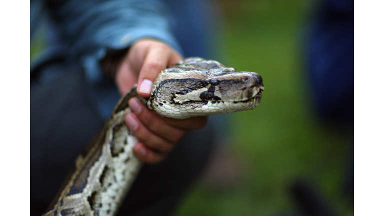 Hunting Excursions Latest In Effort To Curb Evasive Snake Population