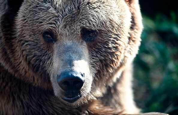 Bear Caught Breaking Into Truck And Stealing Picnic Basket