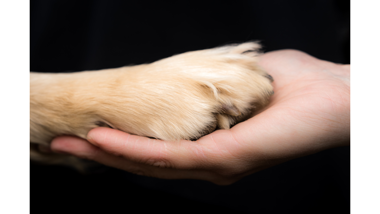 Close-Up Of Hand Holding Dog