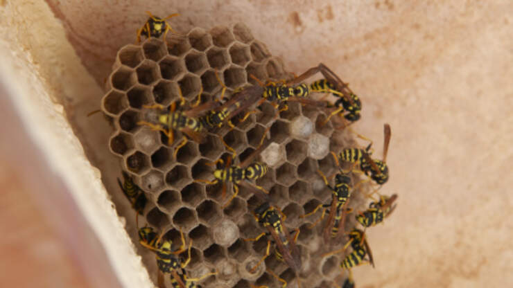 Man Smashes Wasp Nest With His Bare Hands, Then Eats It | 101one WJRR