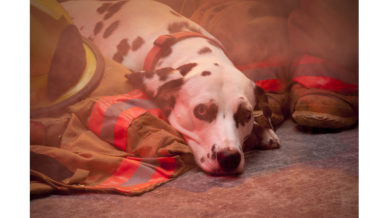 Fire dog resting by fire equipment-looking at camera