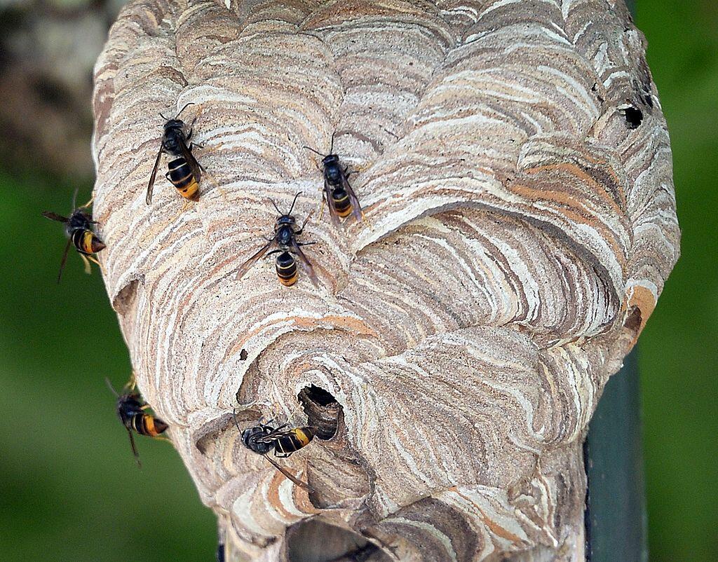 Man Eats a Hornet’s Nest VIDEO, man, eats, a, hornet’s, nest, video. 