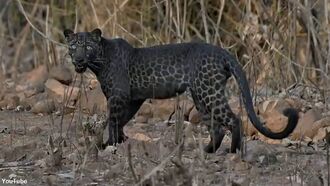 Rare Black Leopard Spotted in India
