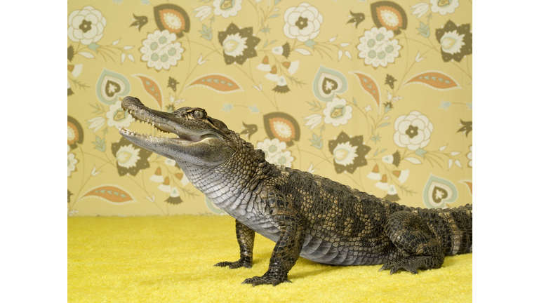 Alligator Mississippians on background with flower pattern, studio shot