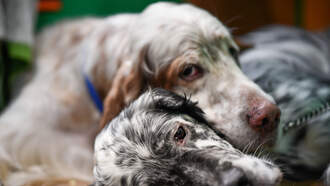 What Your Dog's Sleeping Position Reveals About Them!