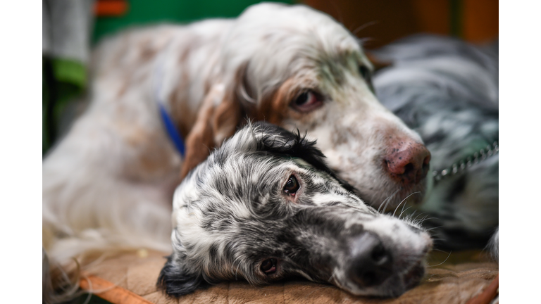 Crufts 2020 -Day Two