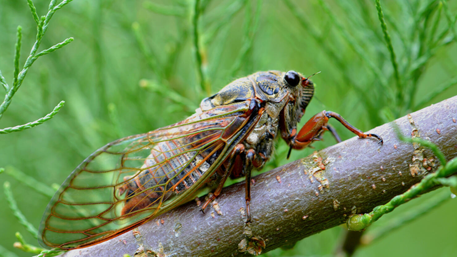 Zombie cicadas