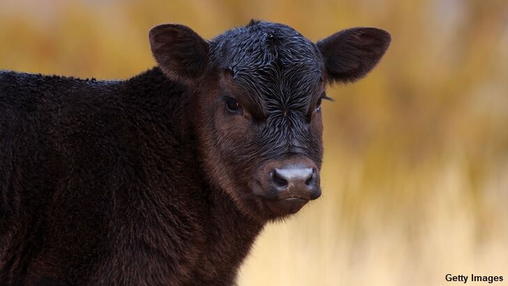 Odd Cattle Mutilation Reported in Oregon