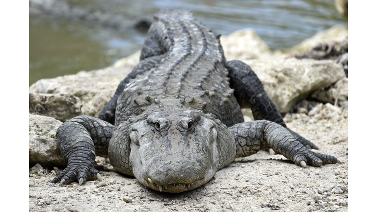 US-ANIMAL-ALLIGATORS-CONSERVATION