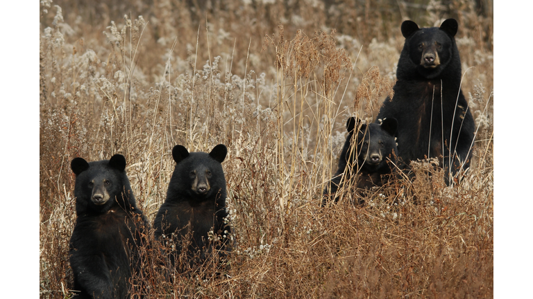 Black bear and 3 cubs