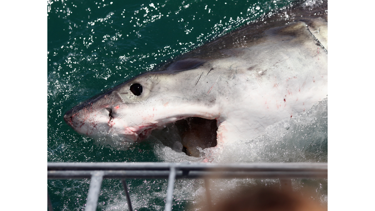Cage Diving With Great White Sharks In South Africa