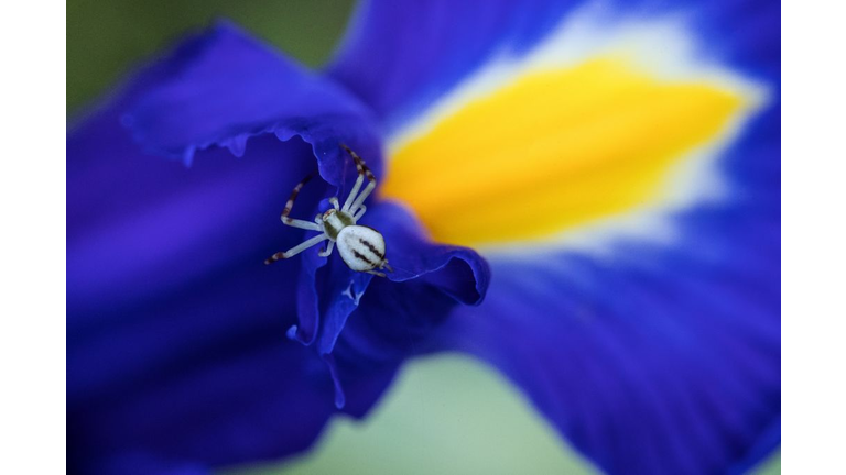 FRANCE-NATURE-ANIMAL-INSECT