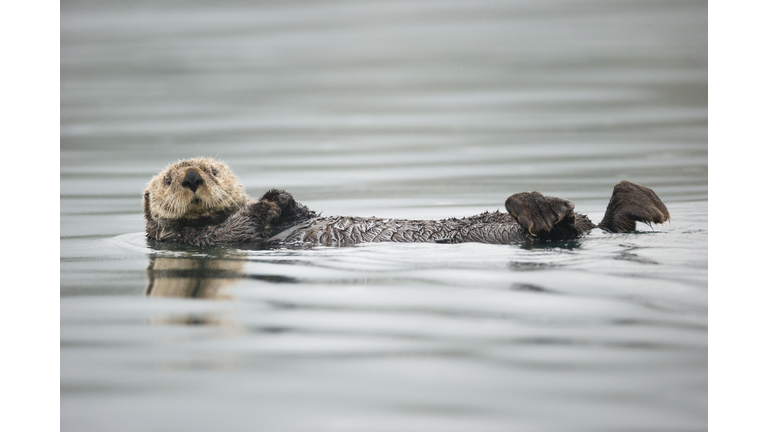 Sea Otter