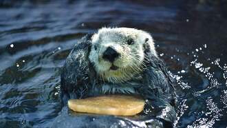 This Otter Wants A Hug