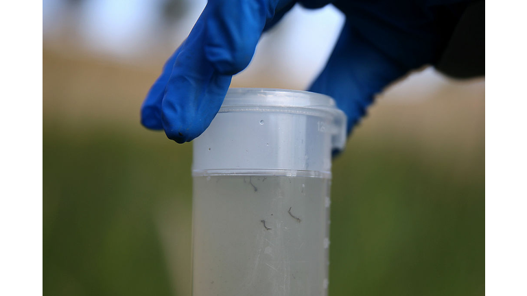 California Health Officials Warn Of Increase West Nile Activity This Season As Drought And Heat Could Spread Disease