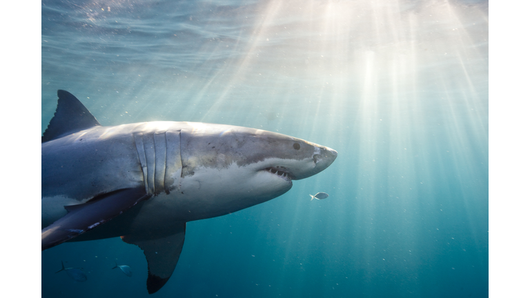 Great White Shark