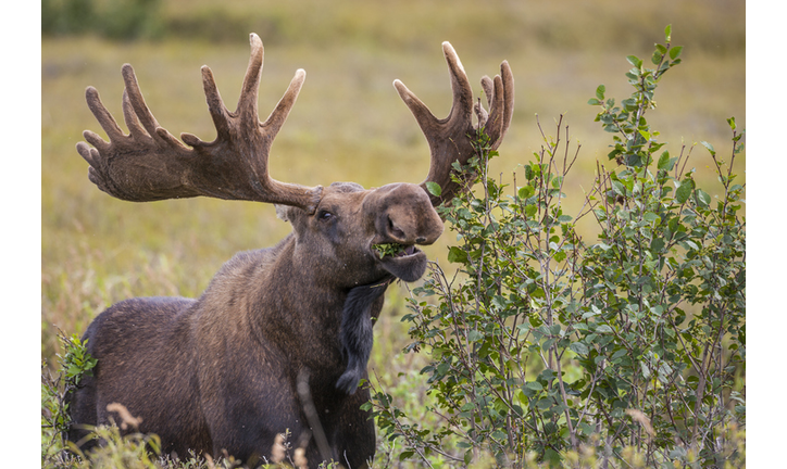 Bull moose feeds on alder plants