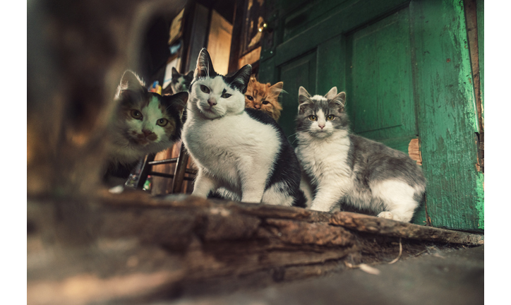 Family of Cats