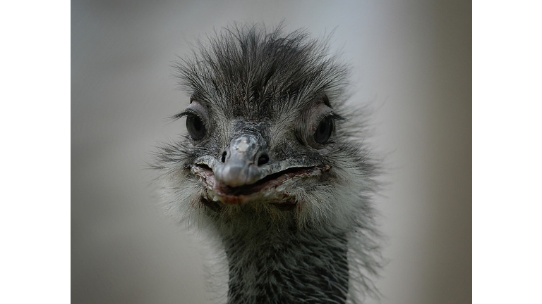 CHINA-ANIMAL-BEIJING ZOO